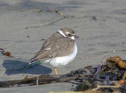 Image of Semipalmated Plover