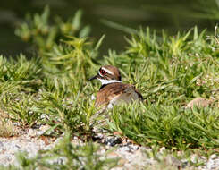 Image of Killdeer