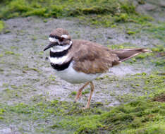 Image of Killdeer