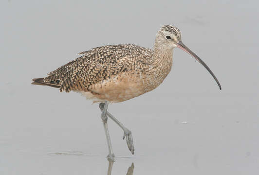 Image of Long-billed Curlew