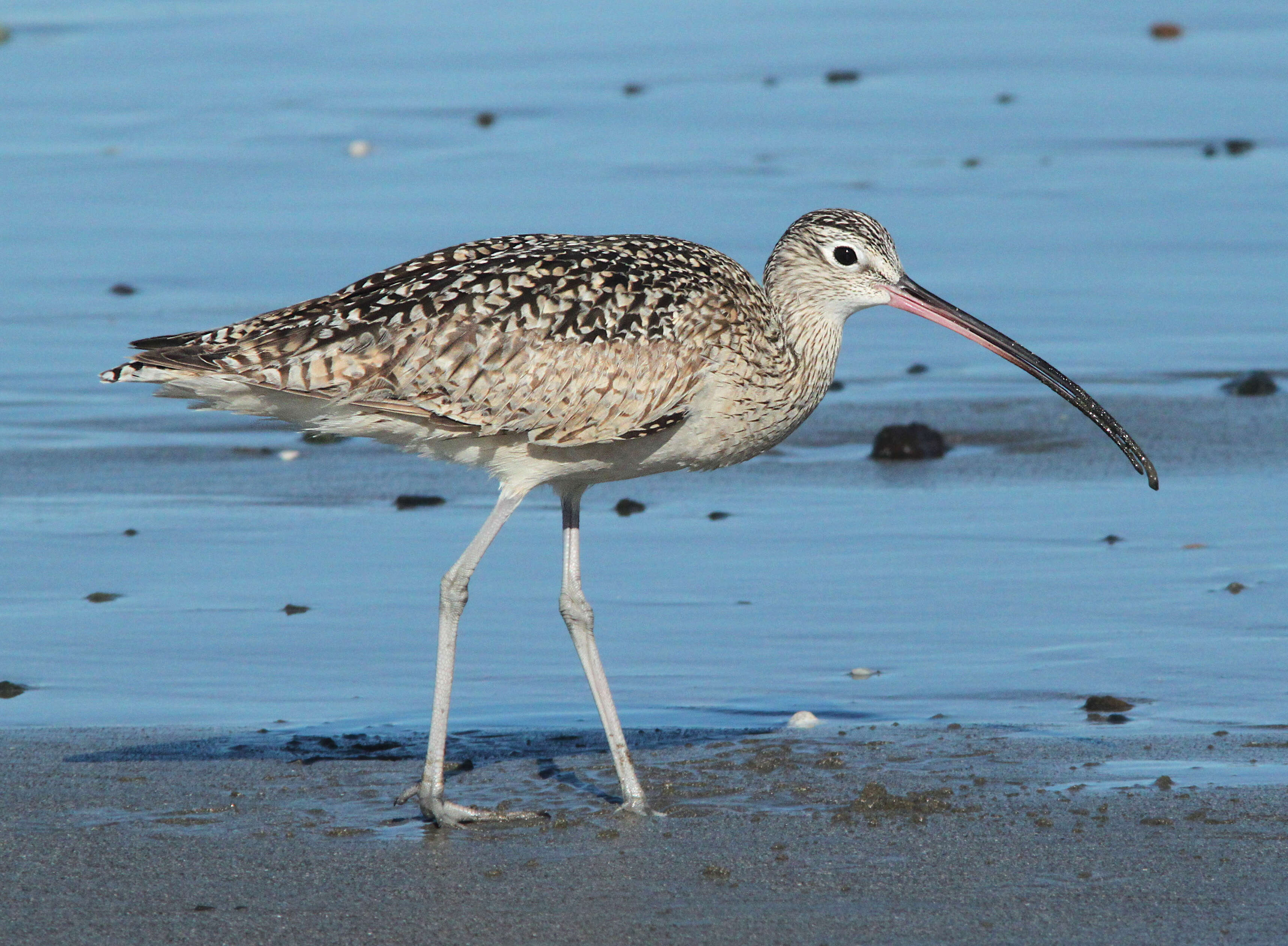 Image of Long-billed Curlew