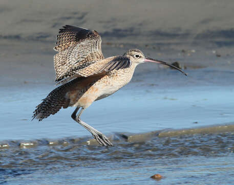 Image of Long-billed Curlew