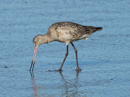 Image of Marbled Godwit