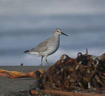 Image of Knot