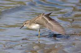 Image of Least Sandpiper