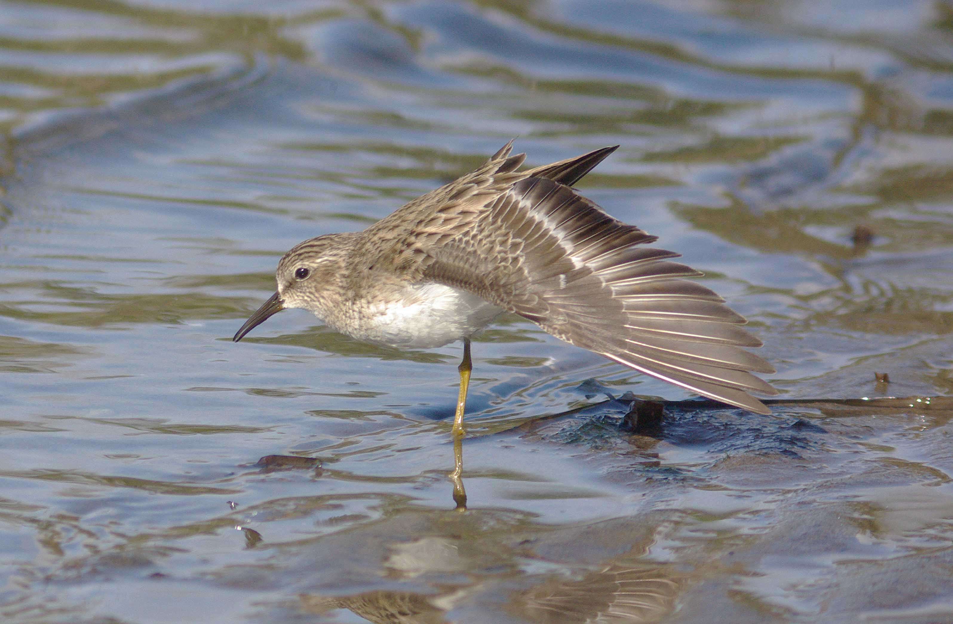 Image of Least Sandpiper