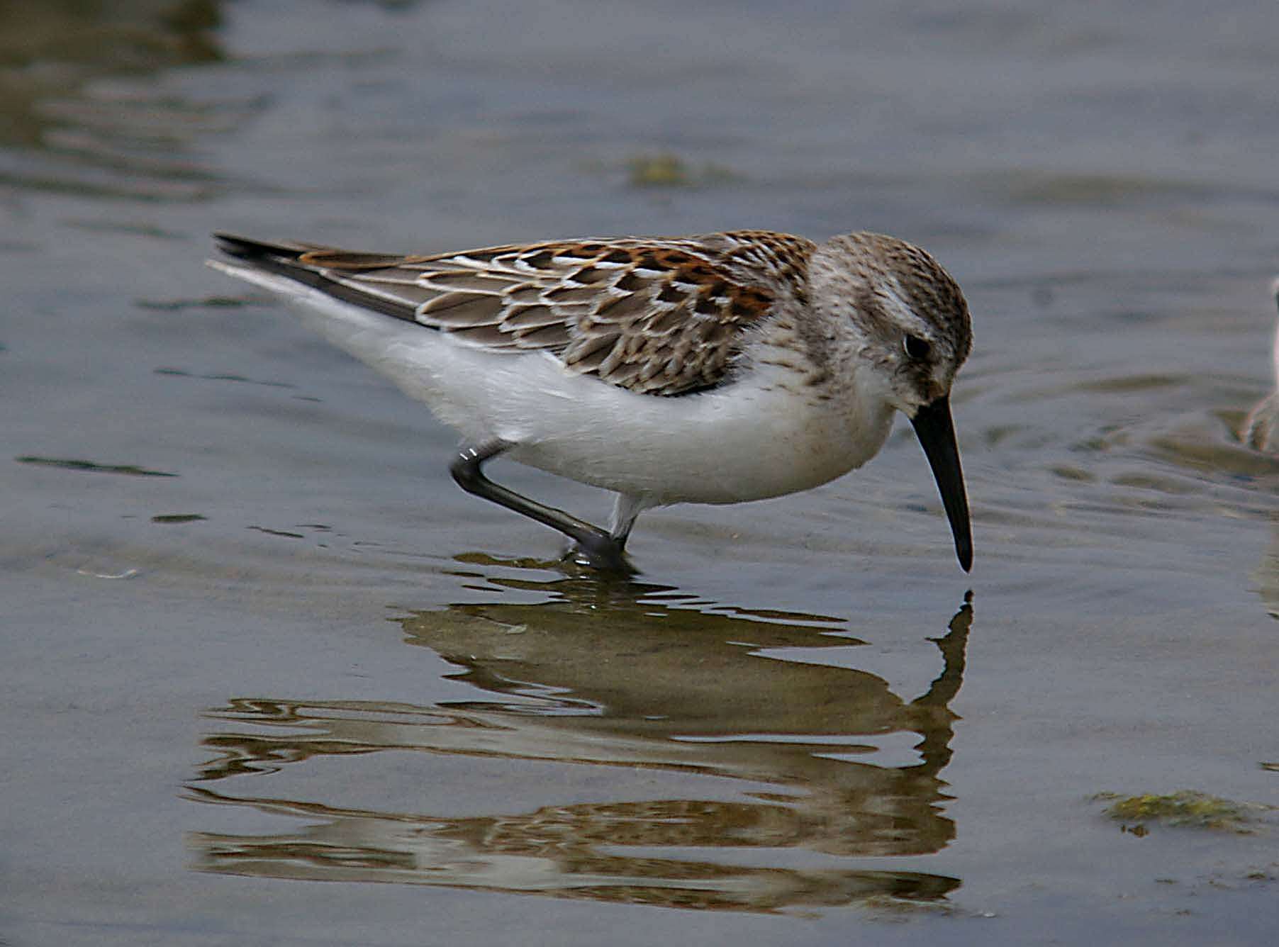 Image of Western Sandpiper