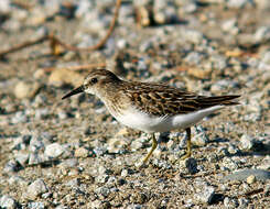 Image of Least Sandpiper