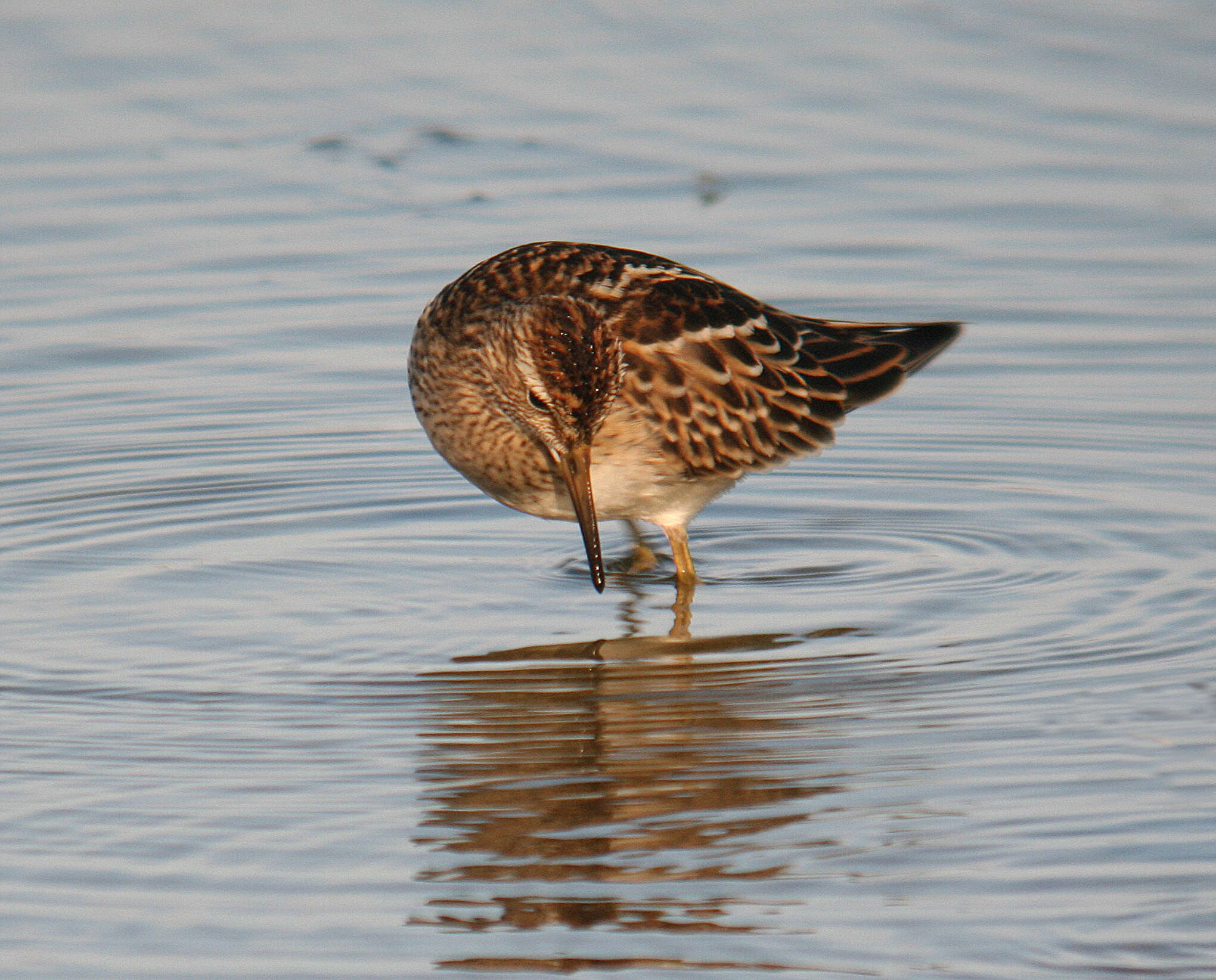 Image of Pectoral Sandpiper