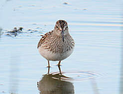 Image of Pectoral Sandpiper