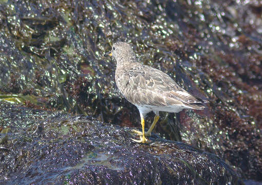 Image of Surfbird