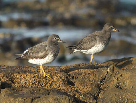 Image of Surfbird