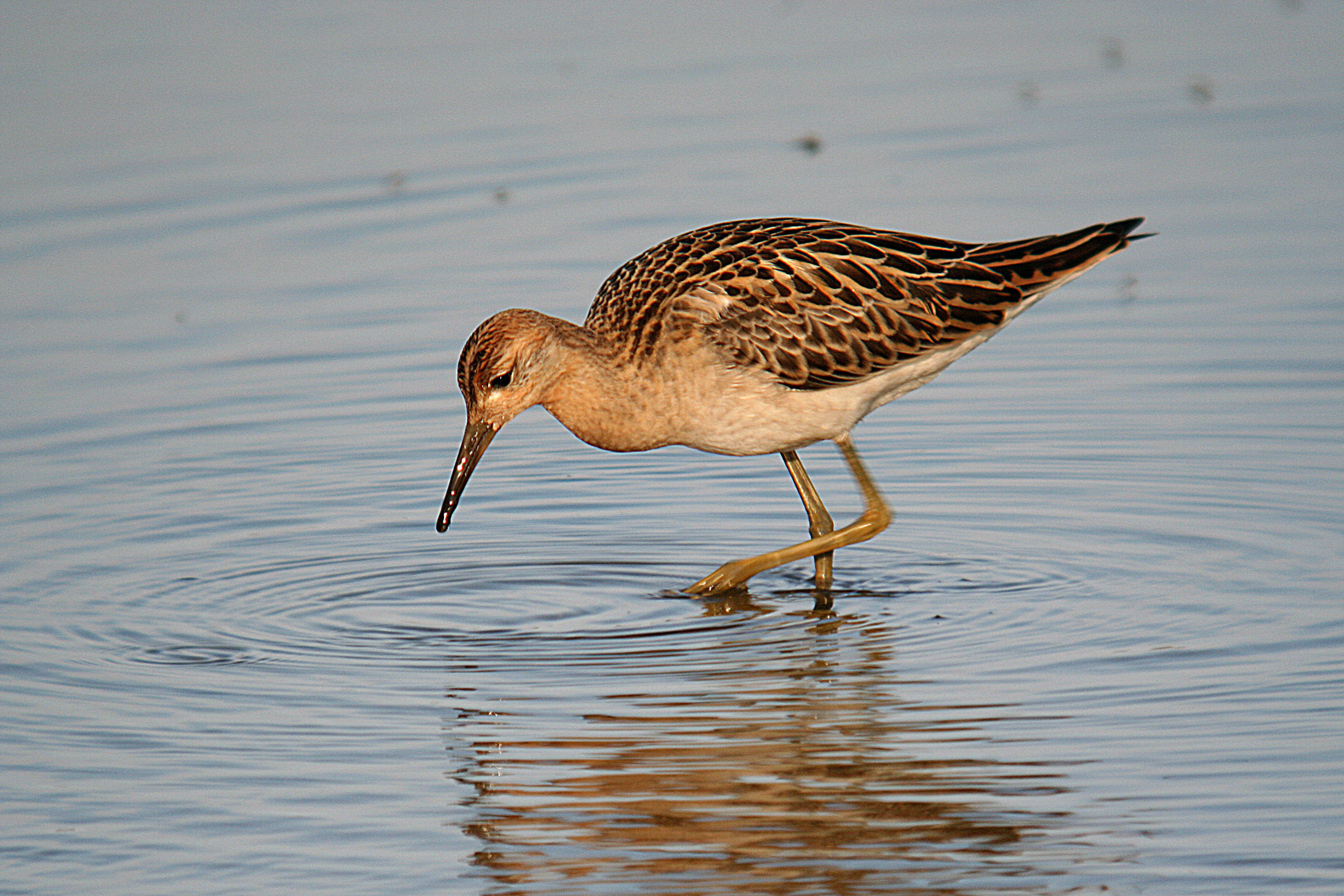 Image of Ruff