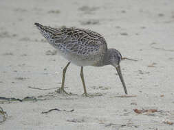 Image of Short-billed Dowitcher