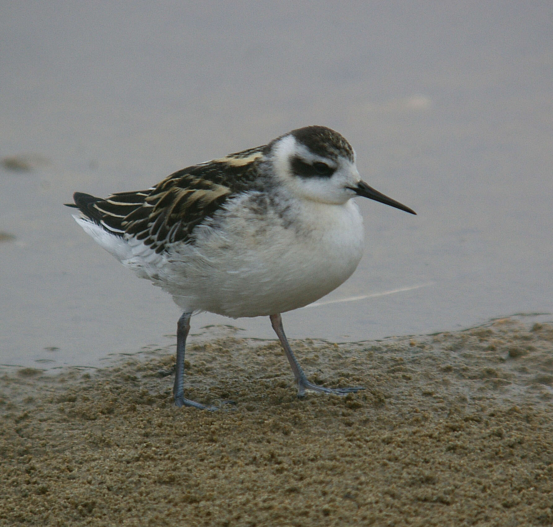 Image of Red-necked Phalarope