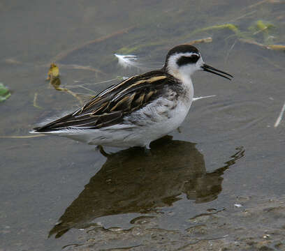 Image of Red-necked Phalarope