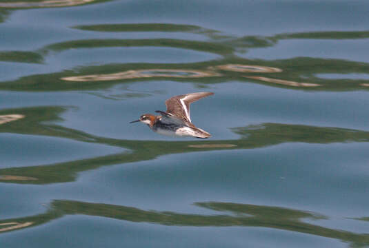 Image of Red-necked Phalarope