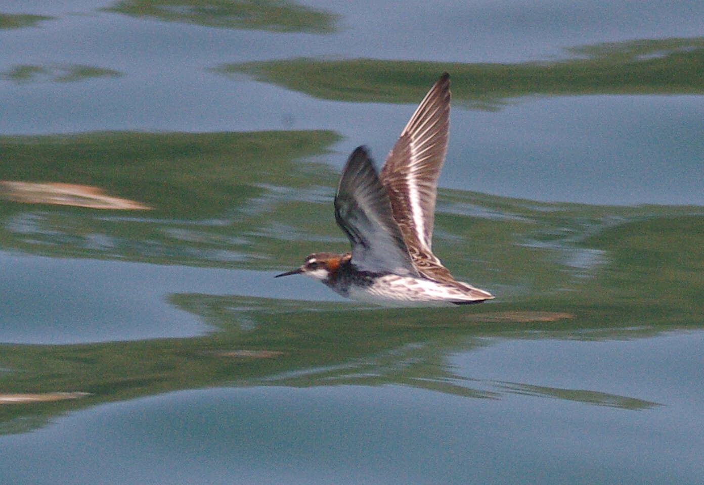 Image of Red-necked Phalarope