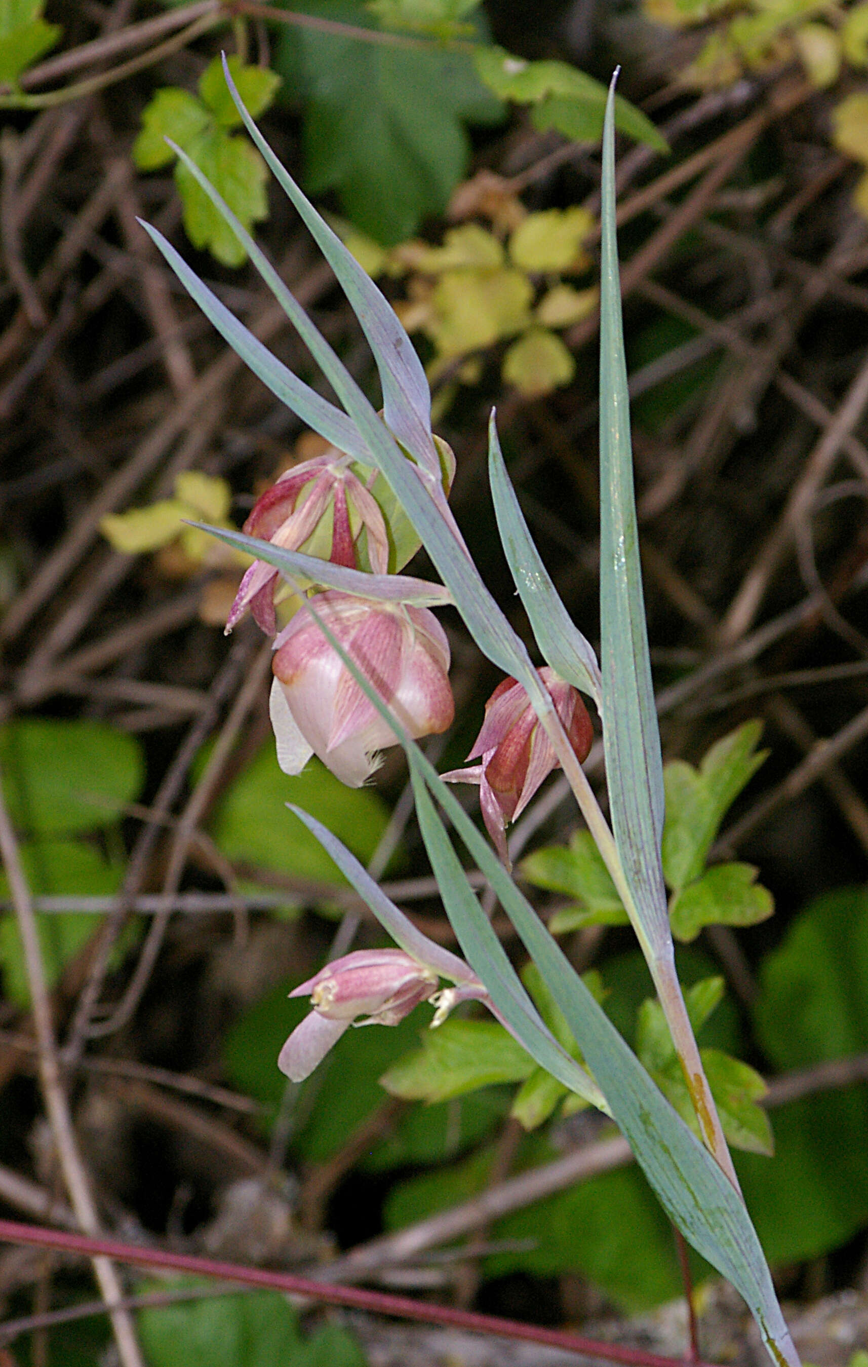 Слика од Calochortus albus (Benth.) Douglas ex Benth.