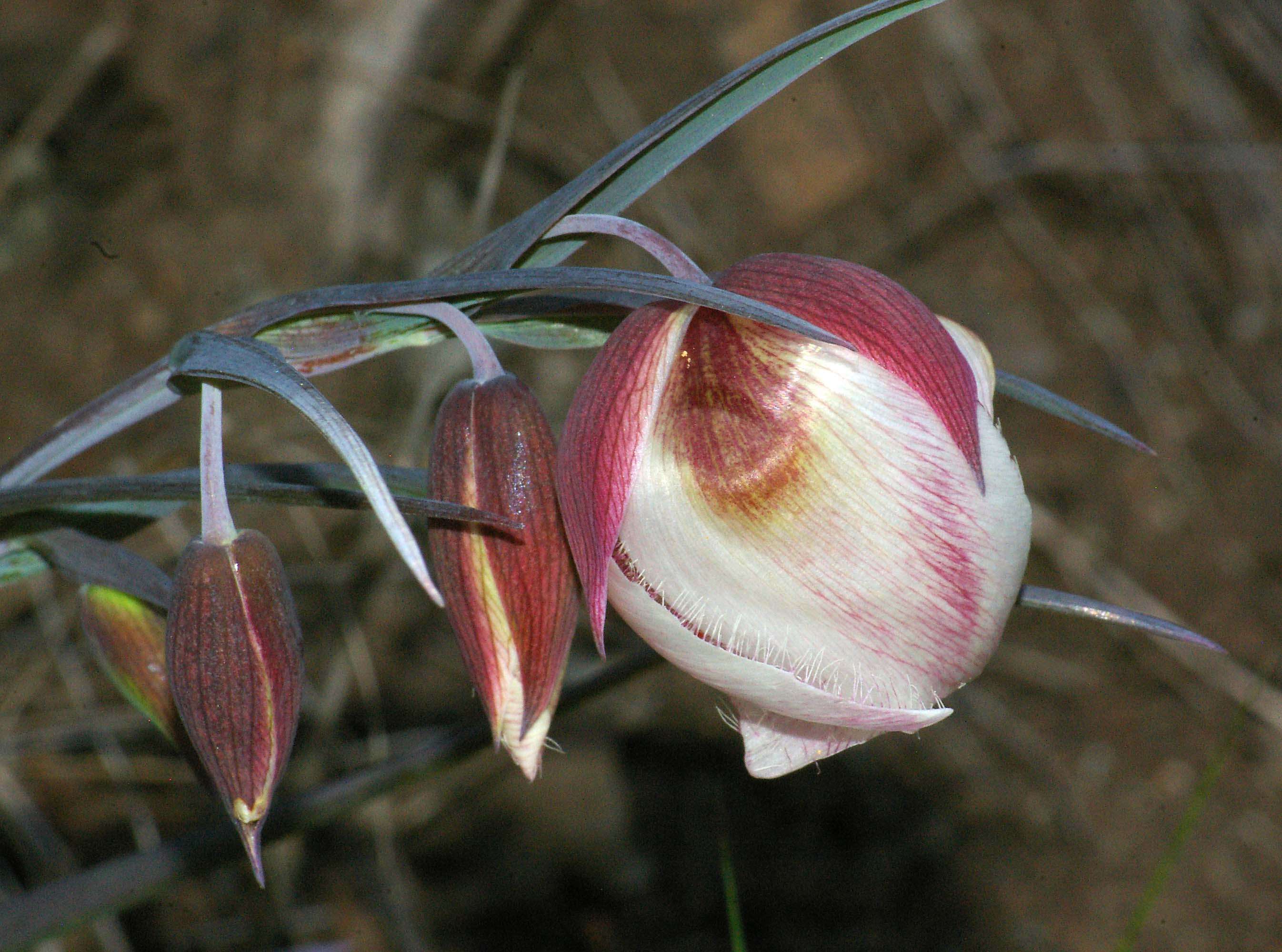 Imagem de Calochortus albus (Benth.) Douglas ex Benth.