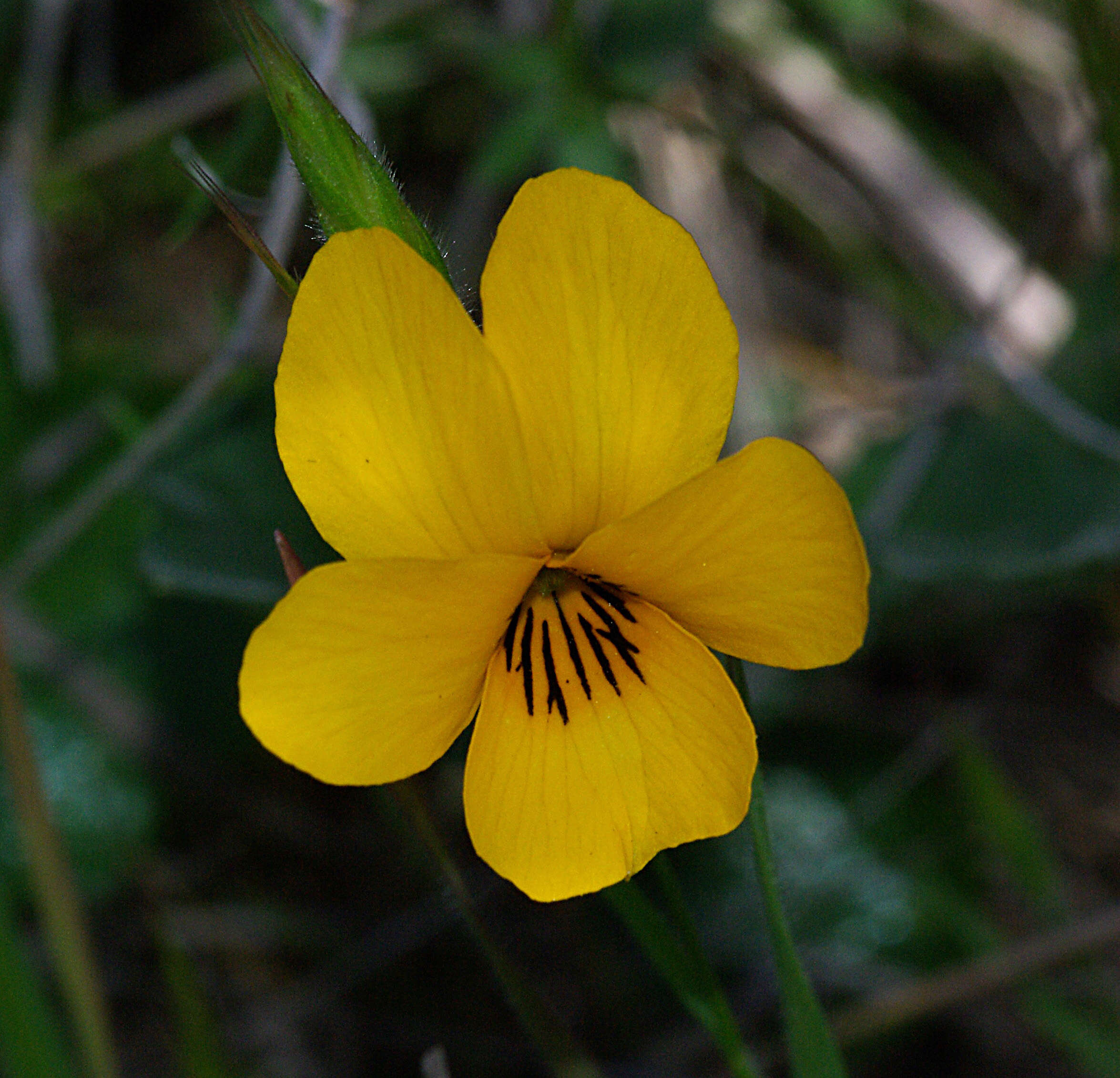 Viola pedunculata Torr. & Gray resmi