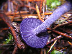 Image of Laccaria amethystina Cooke 1884