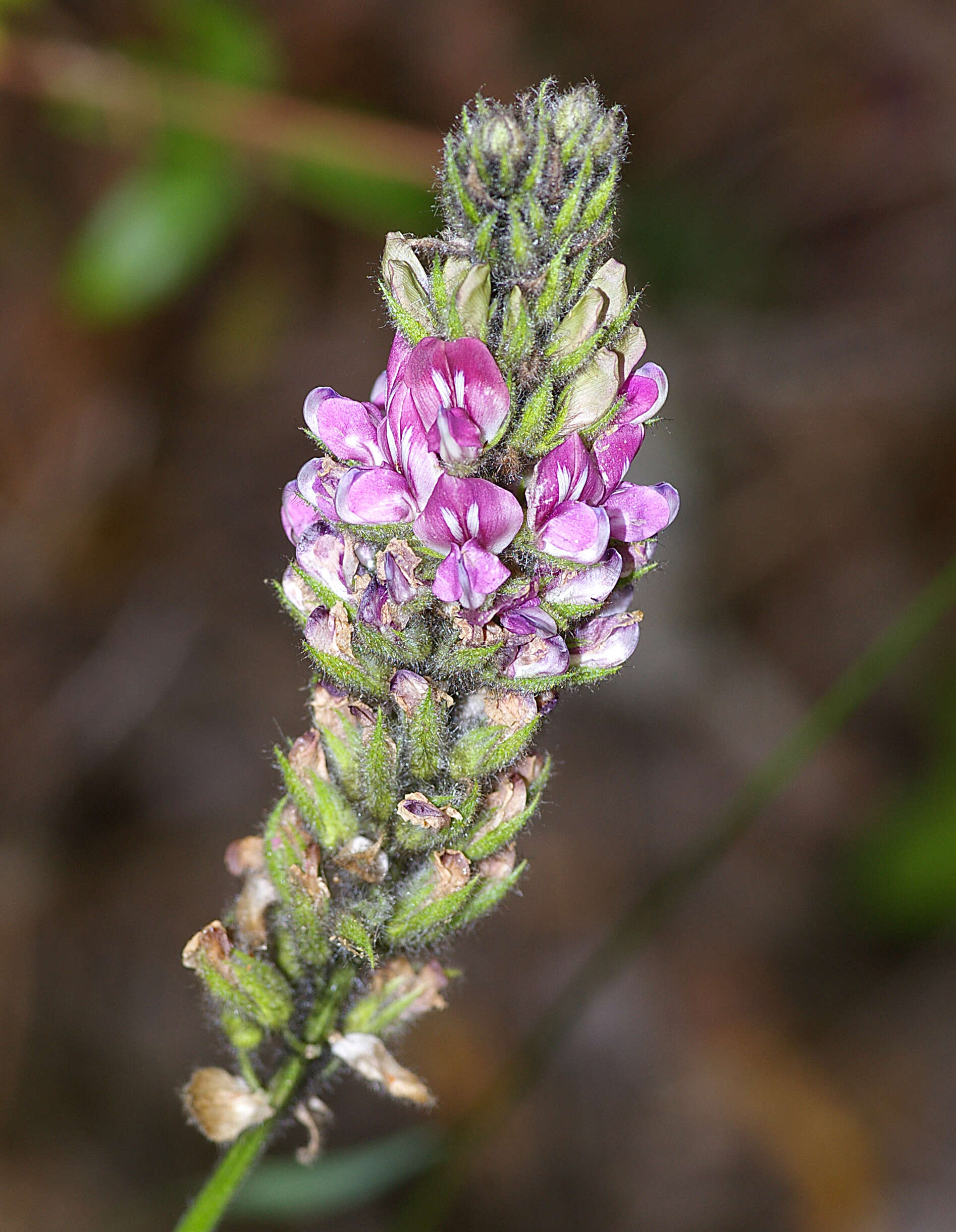 Plancia ëd Hoita orbicularis (Lindl.) Rydb.