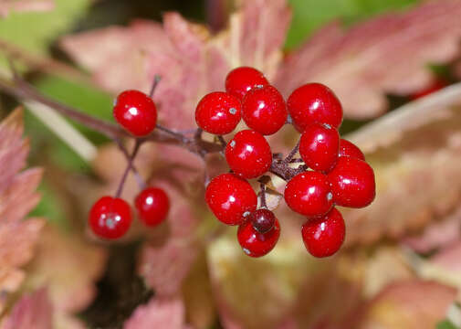 Imagem de Actaea rubra (Ait.) Willd.