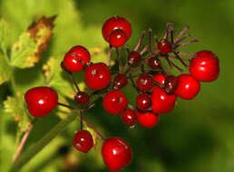 Actaea rubra (Ait.) Willd. resmi