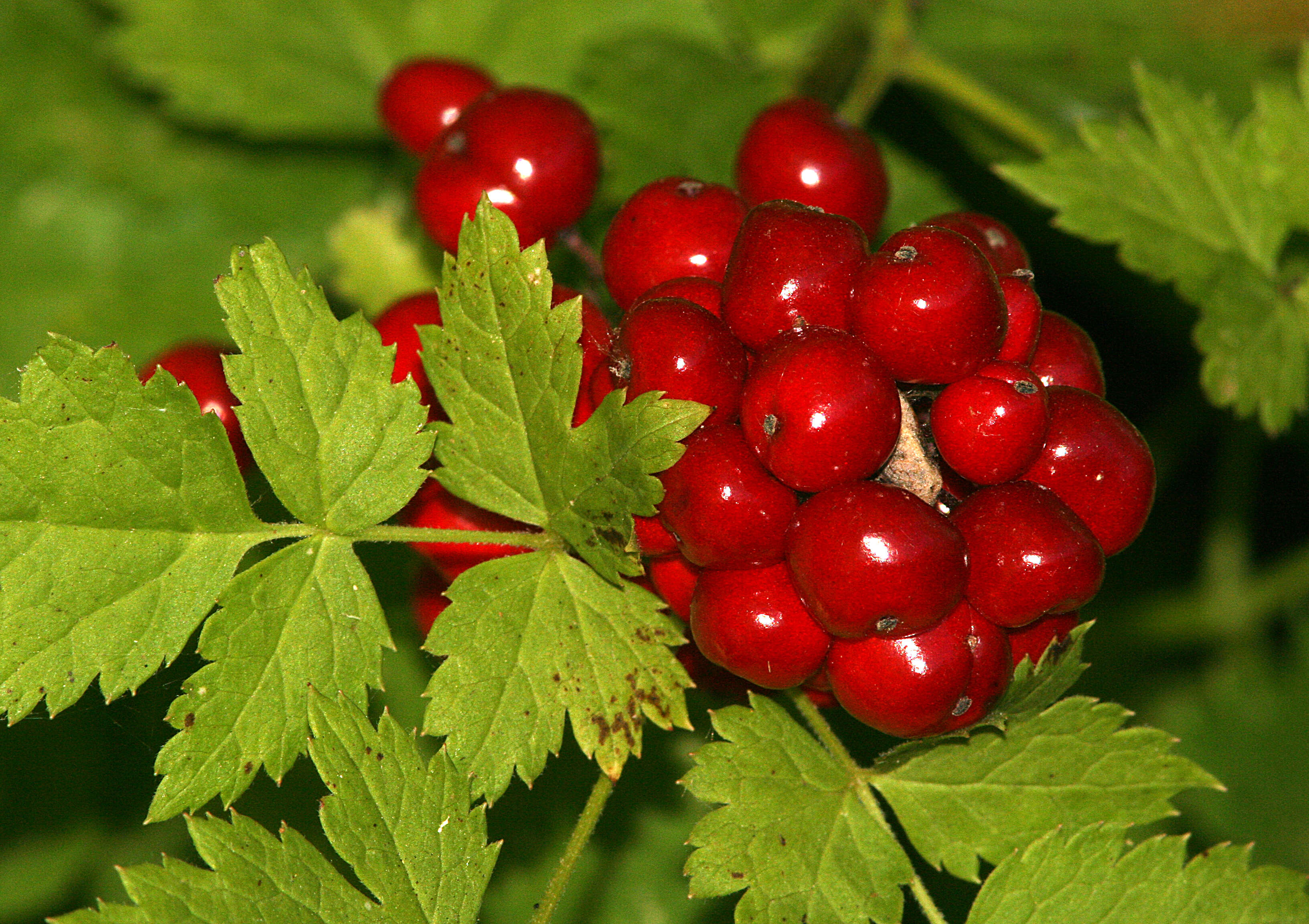 Actaea rubra (Ait.) Willd. resmi