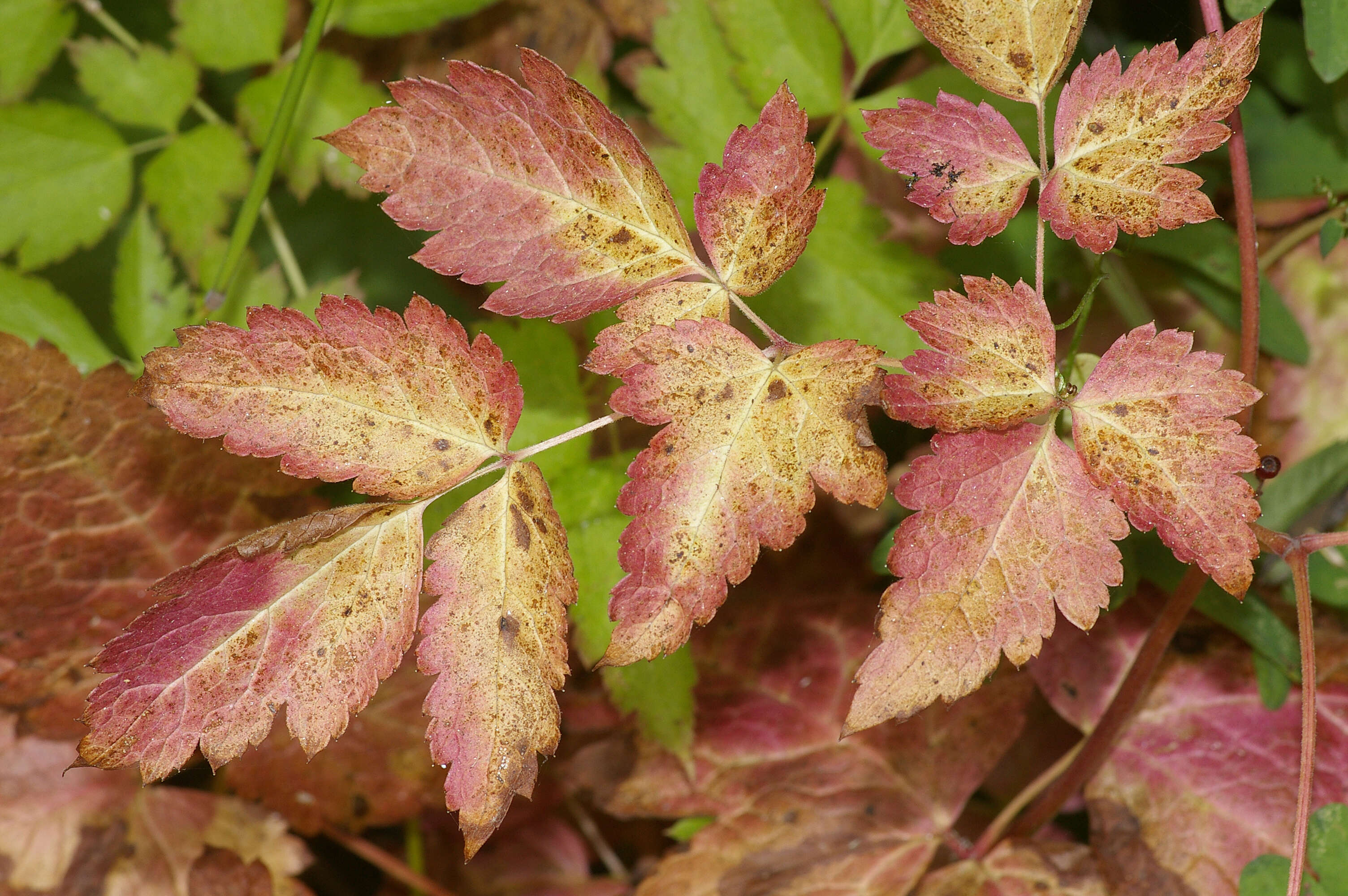 Actaea rubra (Ait.) Willd. resmi