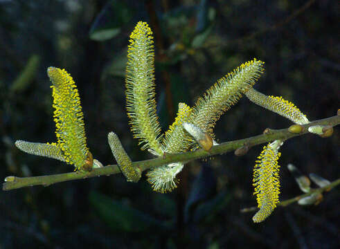 Salix lasiolepis Benth. resmi