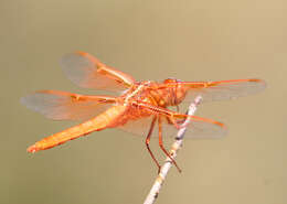 Image of Flame Skimmer