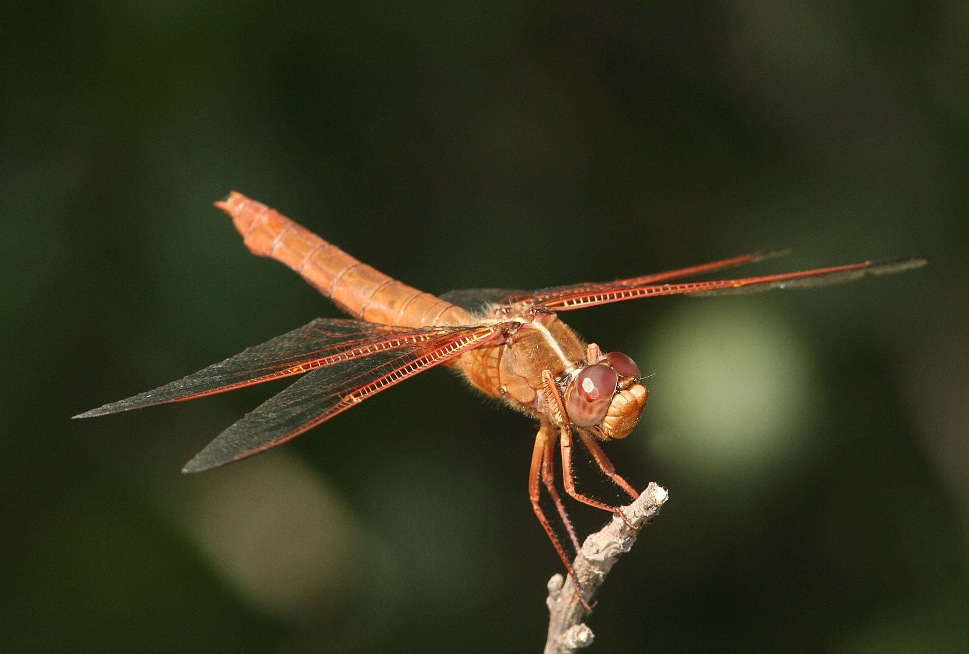 Image of Flame Skimmer