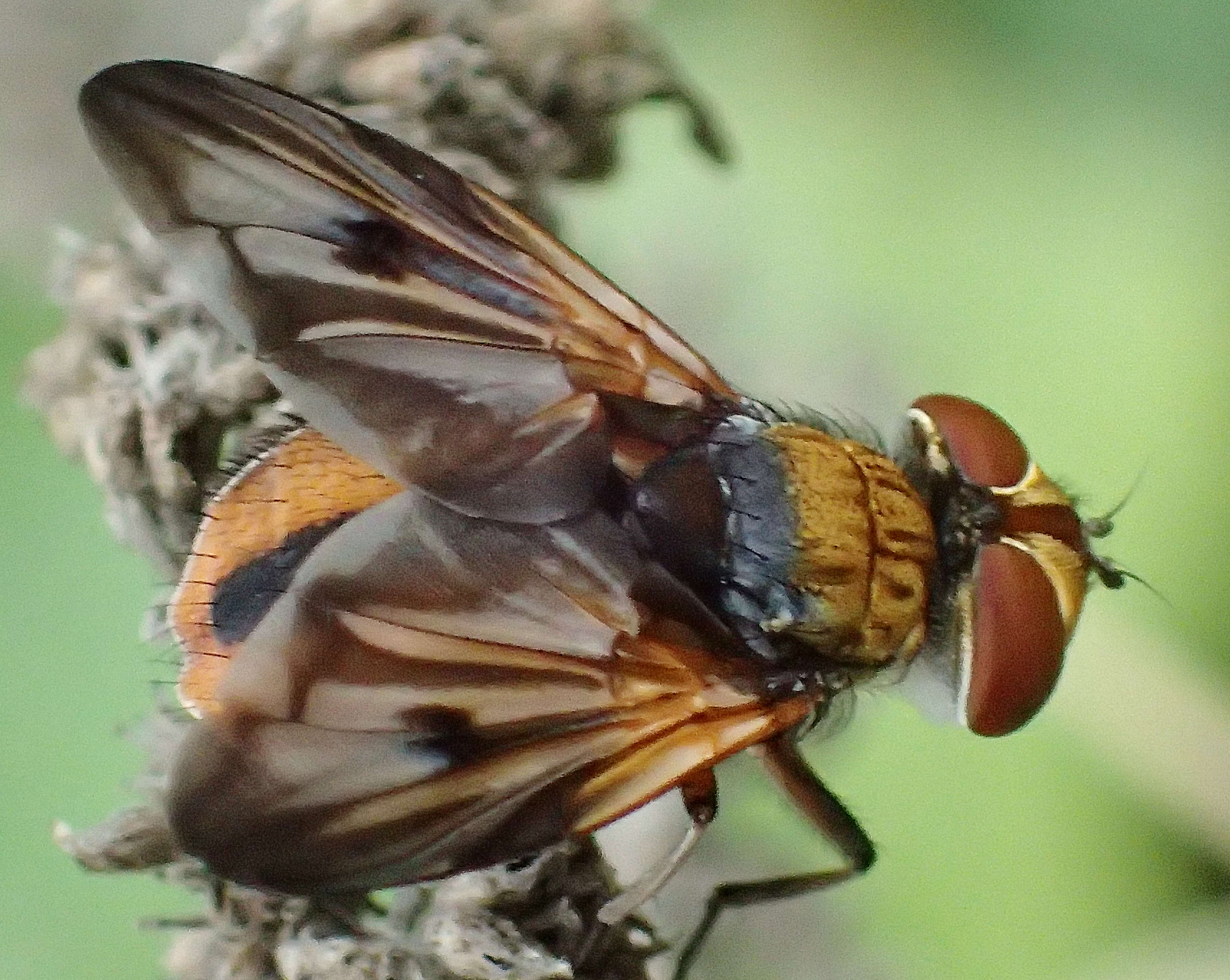 Imagem de Ectophasia crassipennis (Fabricius 1794)