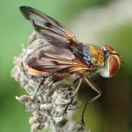 Imagem de Ectophasia crassipennis (Fabricius 1794)