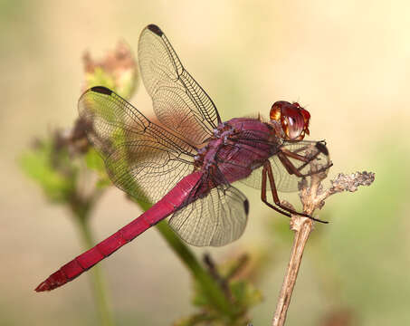 Image of Roseate Skimmer