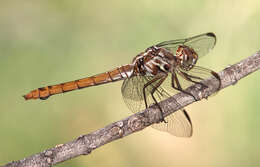 Image of Roseate Skimmer