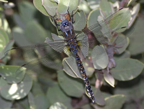 Image of Blue-eyed Darner