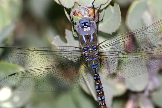 Image of Blue-eyed Darner