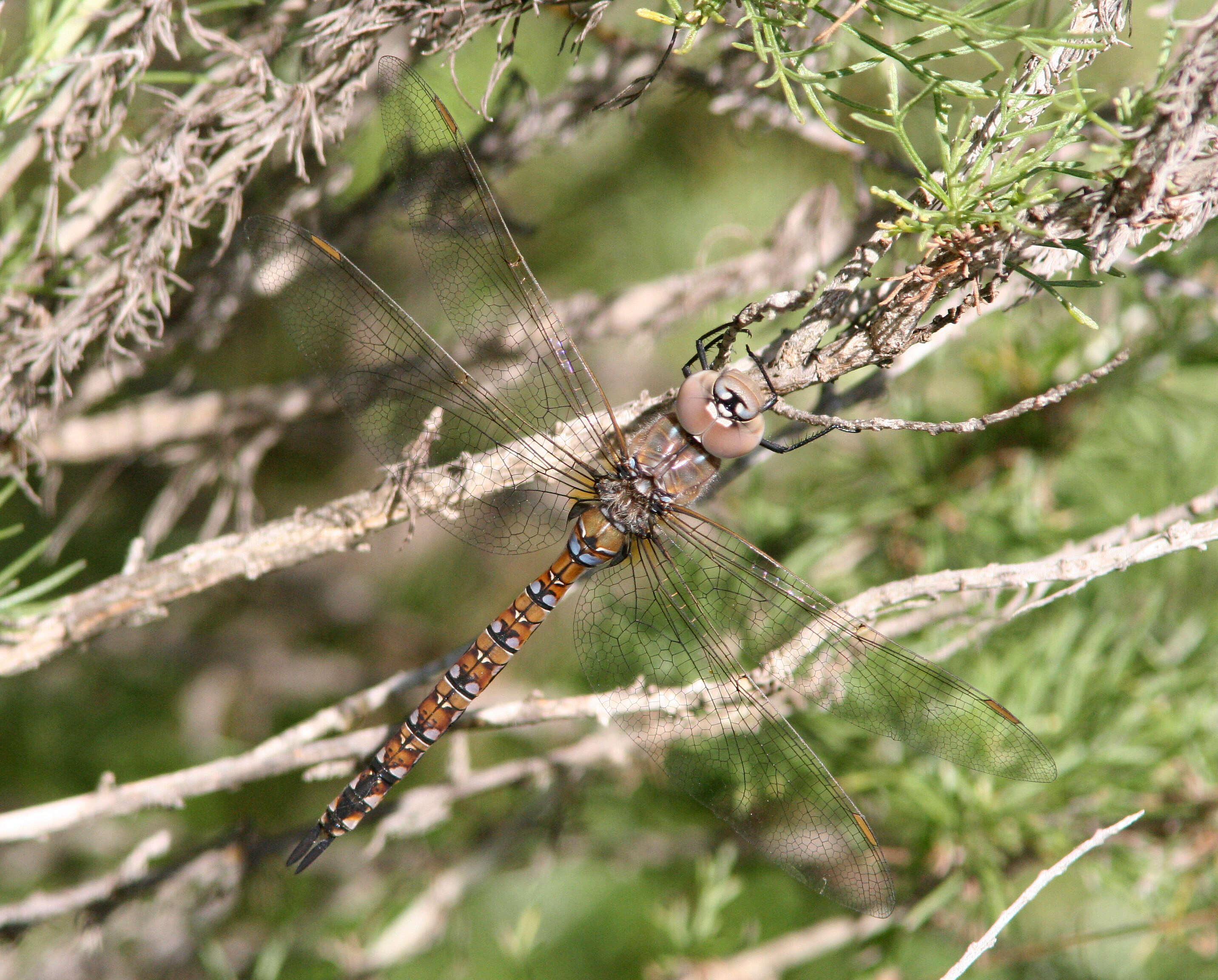 Image of Blue-eyed Darner