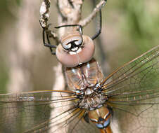 Image of Blue-eyed Darner