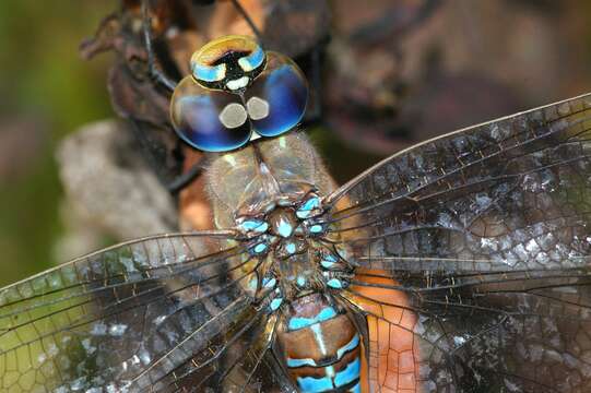 Image of Blue-eyed Darner