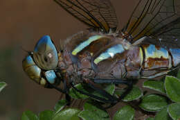 Image of Blue-eyed Darner