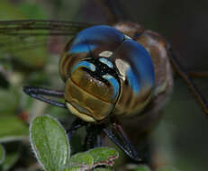 Image of Blue-eyed Darner