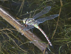 Image of Blue-eyed Darner