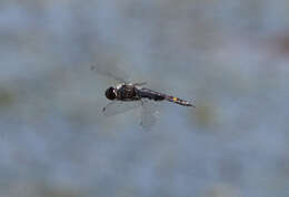 Image of Black Saddlebags