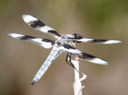 Image of Eight-spotted Skimmer