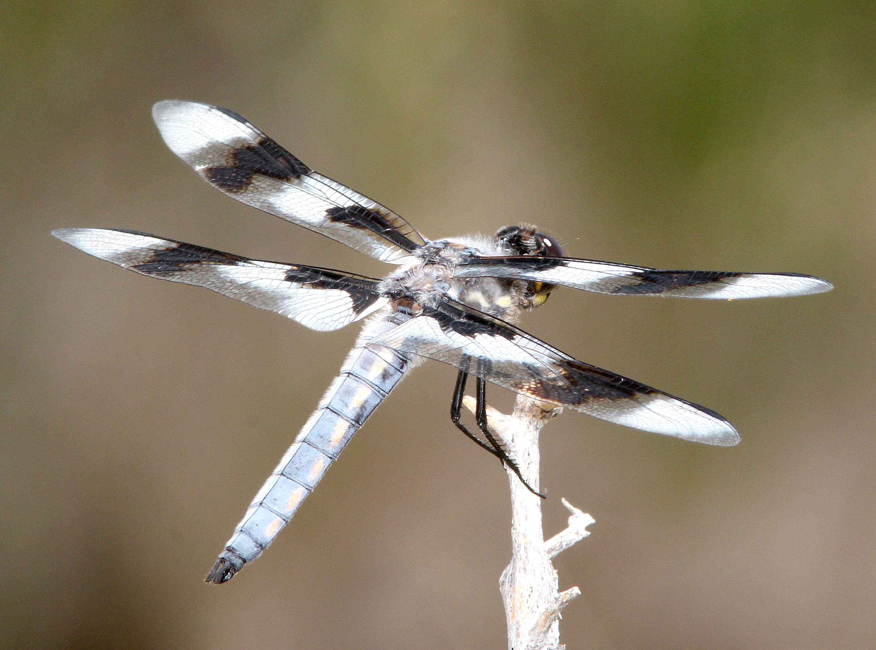 Libellula forensis Hagen 1861 resmi