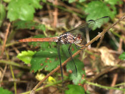 Image of Roseate Skimmer